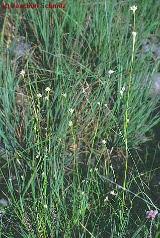 Rhynchospora alba