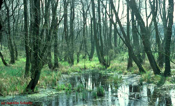 Ribeso-Fraxinetum