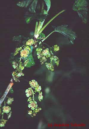 Ribes rubrum