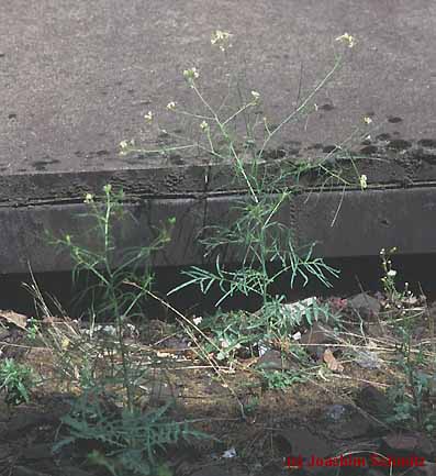 Sisymbrium altissimum