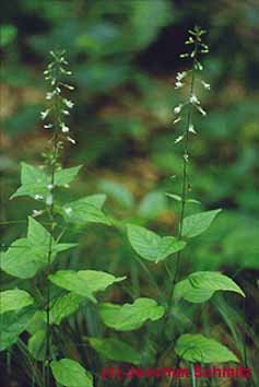 Circaea lutetiana