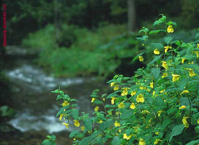 Impatiens noli-tangere