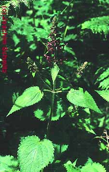 Stachys sylvatica