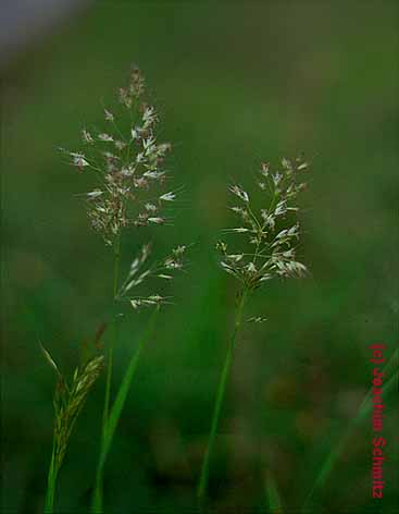 Trisetum flavescens