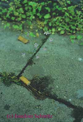 Gypsophila muralis