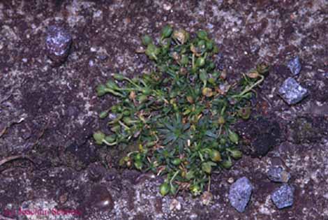 Sagina procumbens