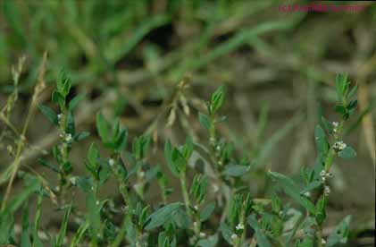 Polygonum arenastrum