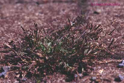 Eragrostis minor