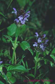 Prunella vulgaris