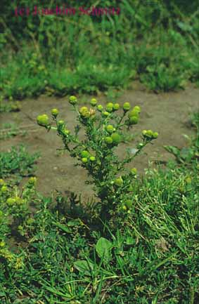 Matricaria discoidea