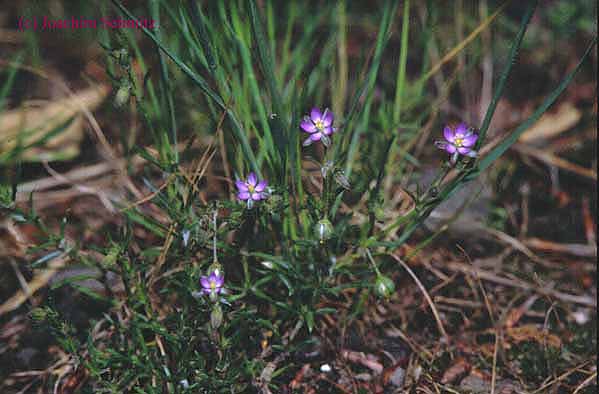 Spergularia rubra