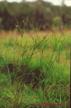 Juncus tenuis