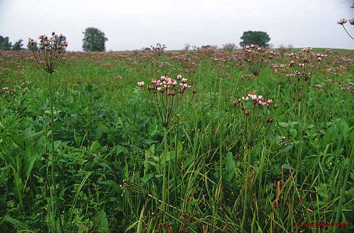 Butometum umbellati