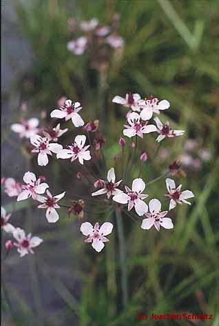 Butomus umbellatus