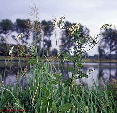 Sium latifolium