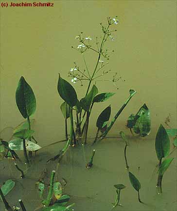 Alisma plantago-aquatica