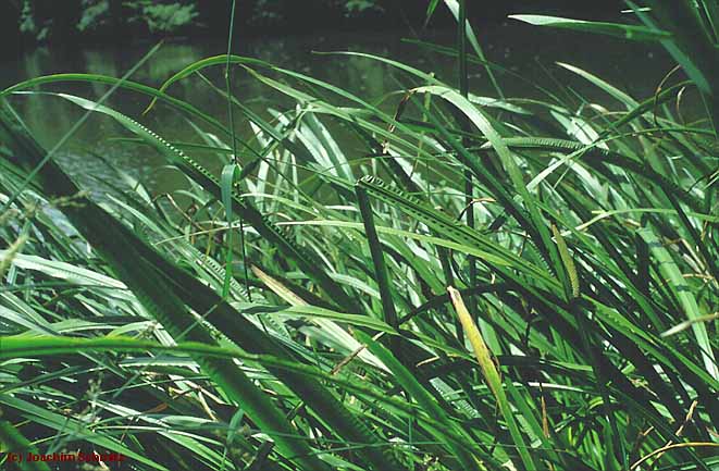 Acorus calamus