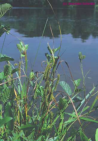 Carex pseudocyperus