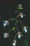 Epipactis palustris