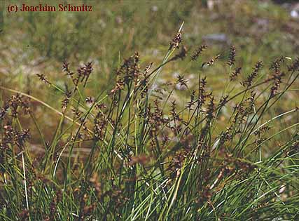 Carex davalliana