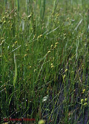 Carex lepidocarpa