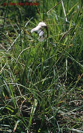 Eriophorum latifolium