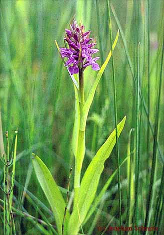 Dactylorhiza incarnata (Lokalpopulation)