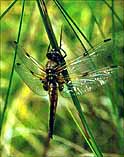 Libellula quadrimaculata (Vierfleck)