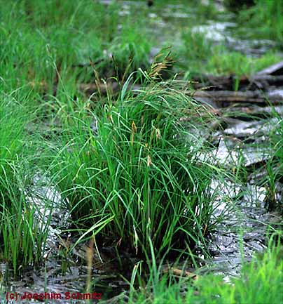 Carex elata