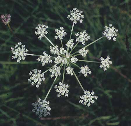 Peucedanum palustre