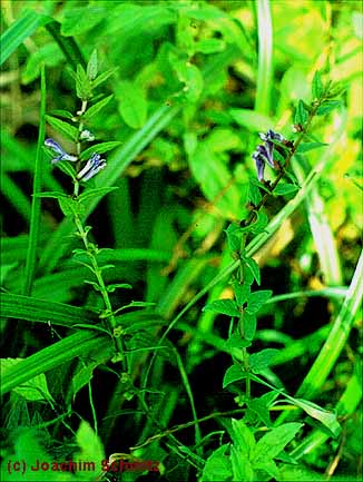 Scutellaria galericulata