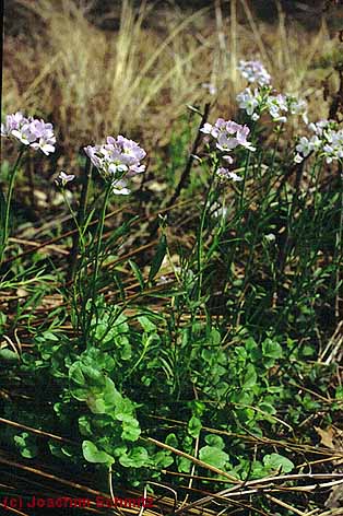 Cardamine dentata (?)