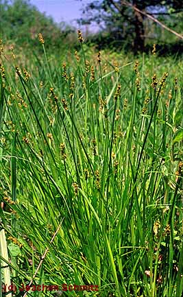 Carex otrubae