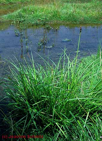 Carex vulpina