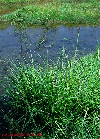 Carex vulpina