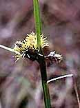 Eriophorum angustifolium