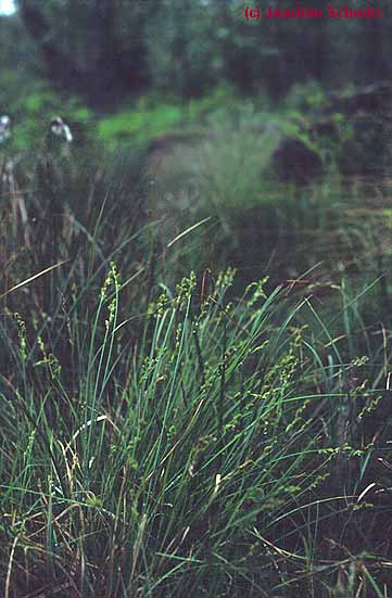 Carex canescens