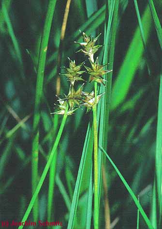 Carex echinata