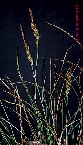 Carex pulicaris