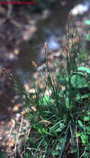 Carex nigra