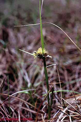 Eriophorum angustifolium