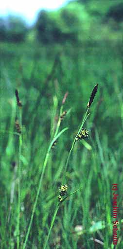 Carex panicea