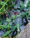 Potentilla palustris