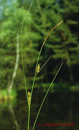 Carex lasiocarpa