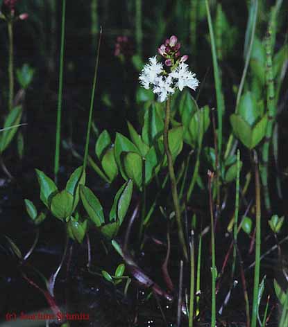 Menyanthes trifoliata