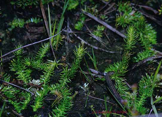 Lycopodiella inundata