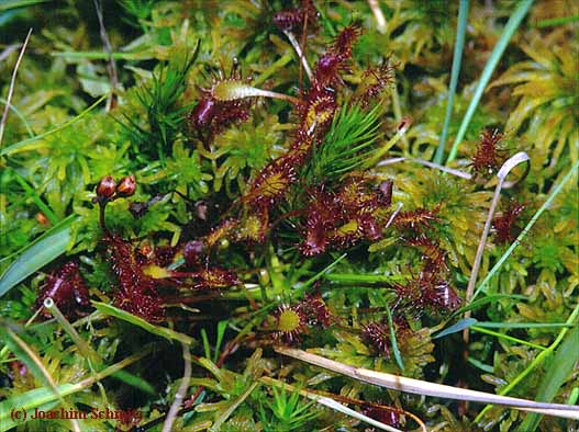 Drosera intermedia