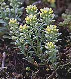 Alyssum alyssoides