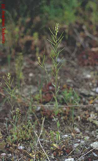 Arabis auriculata