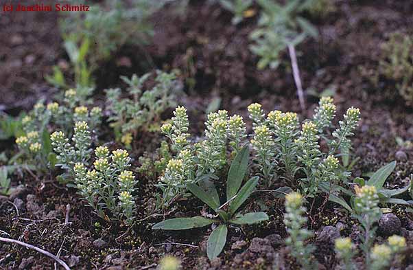 Alyssum alyssoides